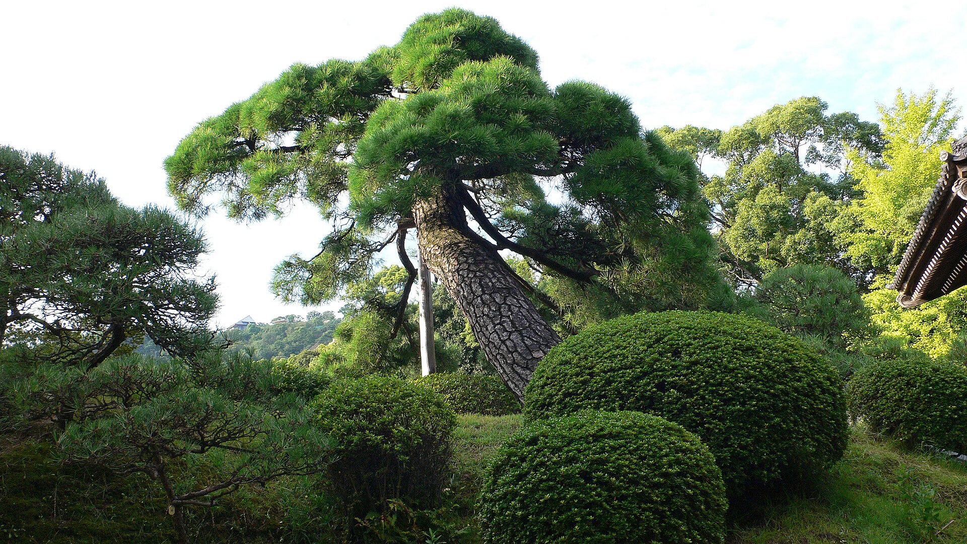 相楽園の松