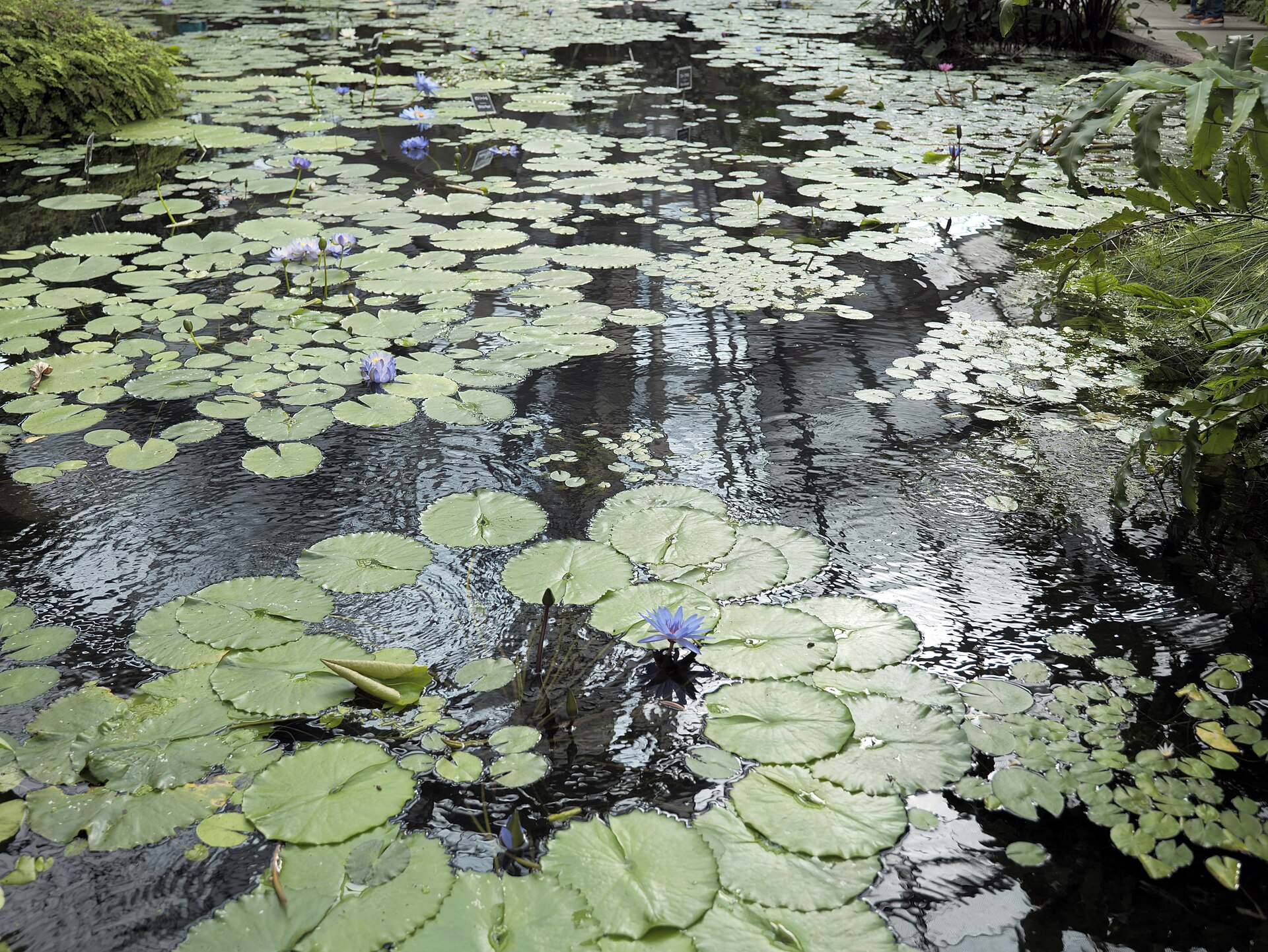 神戸どうぶつ王国の池のスイレン