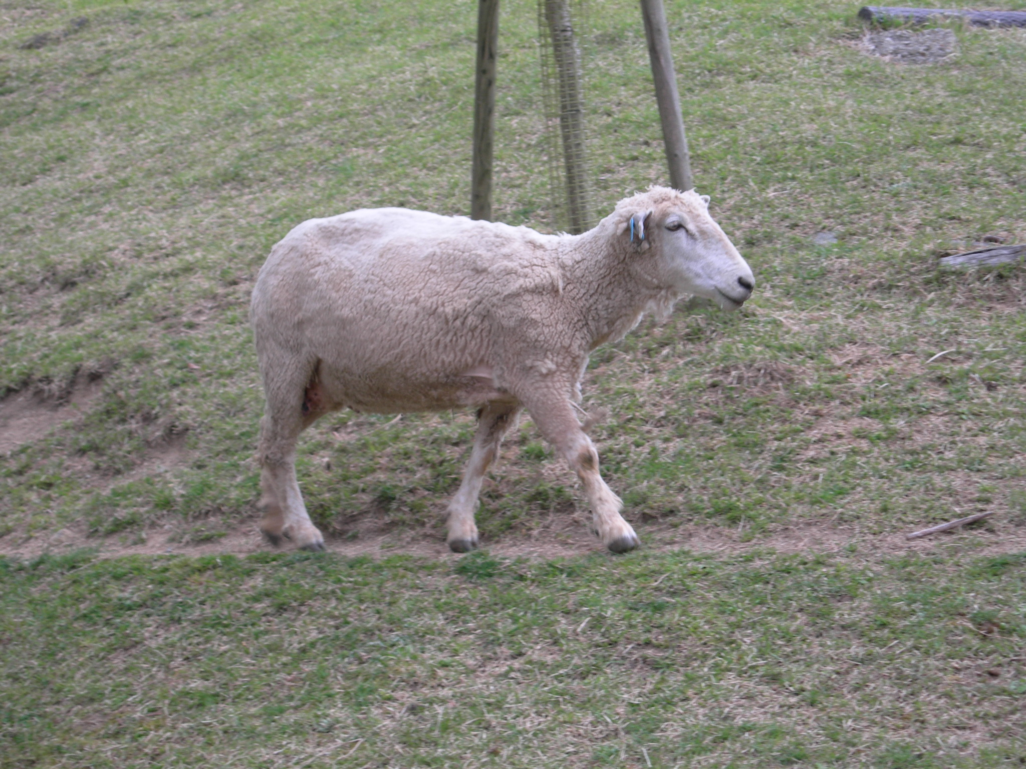 六甲山牧場のヒツジ